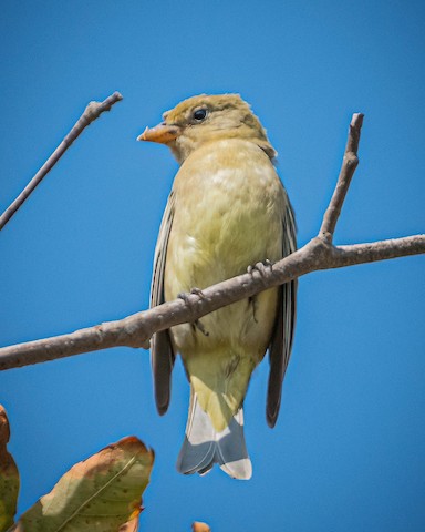 Western Tanager - James Kendall