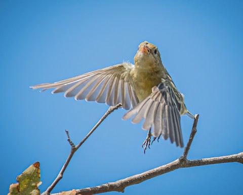 Western Tanager - James Kendall