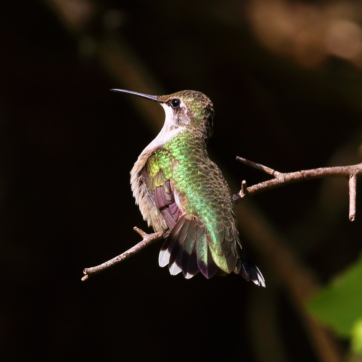 Ruby-throated Hummingbird - Dan Vickers