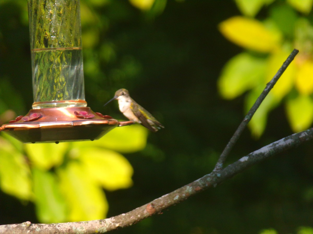 Ruby-throated Hummingbird - ML364951211