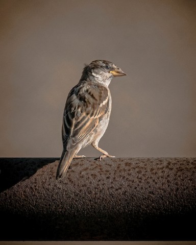 House Sparrow - James Kendall