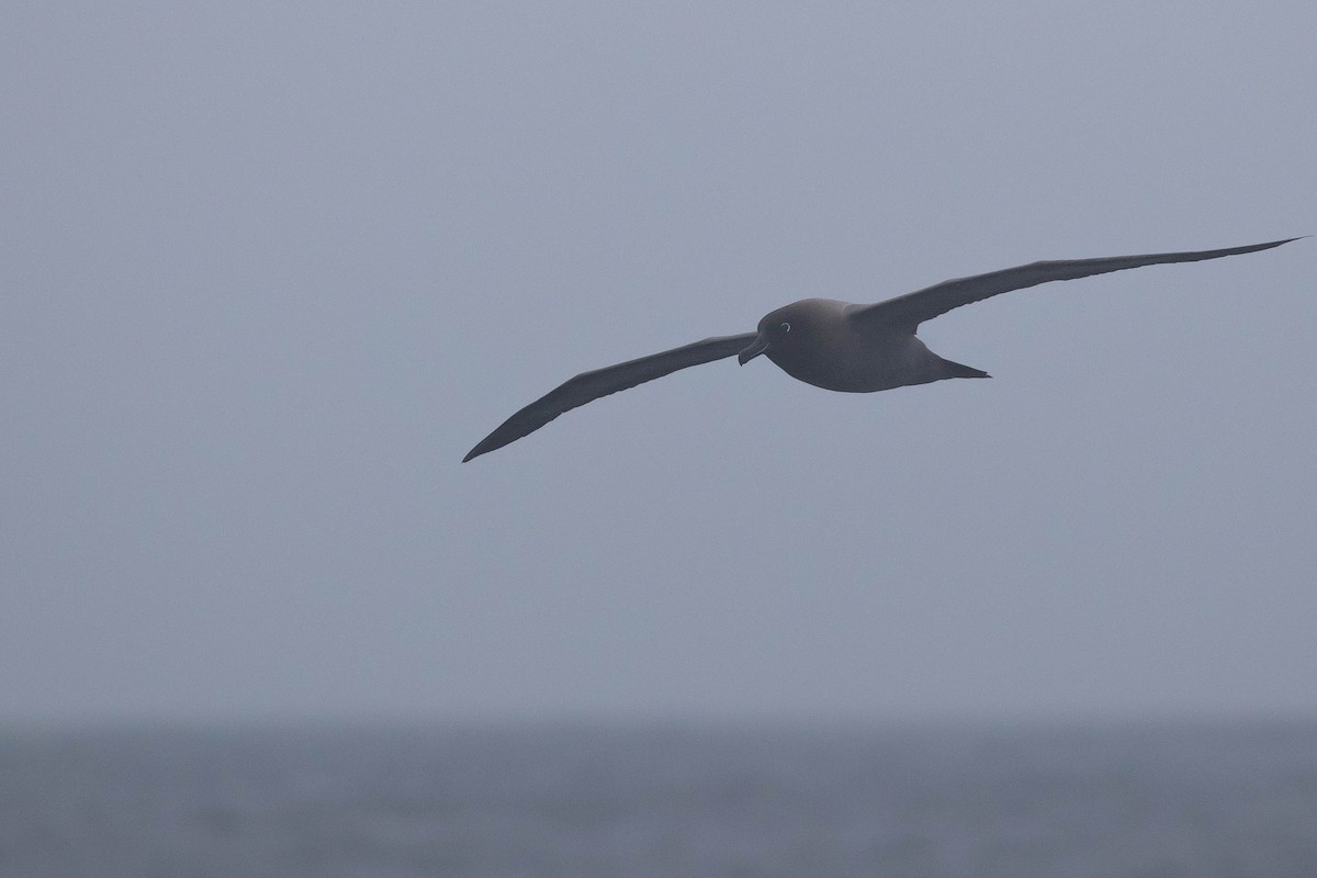 Light-mantled Albatross - Doug Gochfeld
