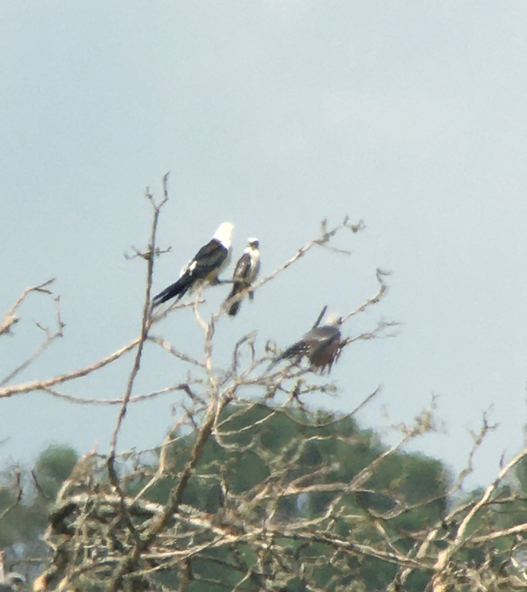 Swallow-tailed Kite - ML364971621