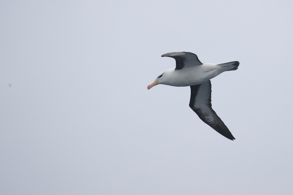 Чернобровый альбатрос (melanophris) - ML364972071