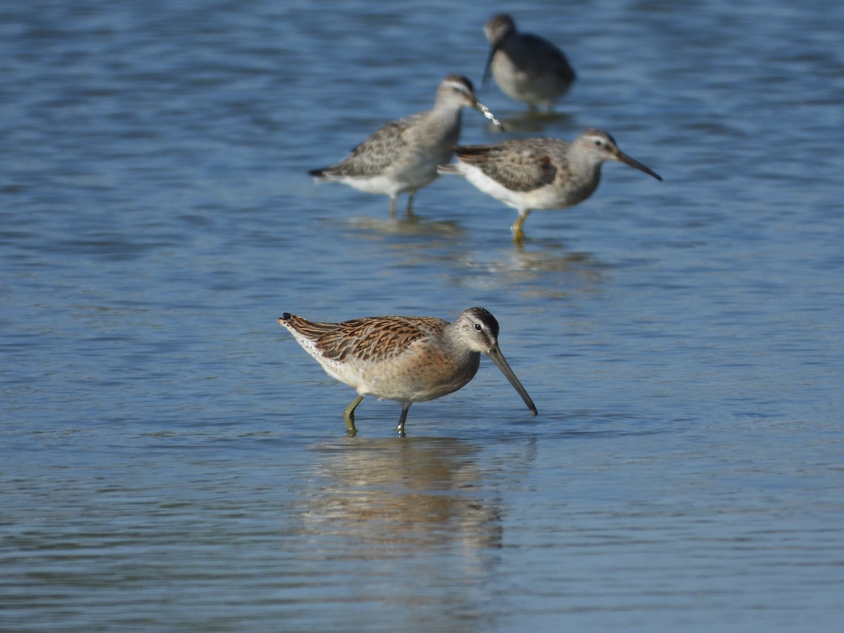Short-billed Dowitcher - Jeff Percell