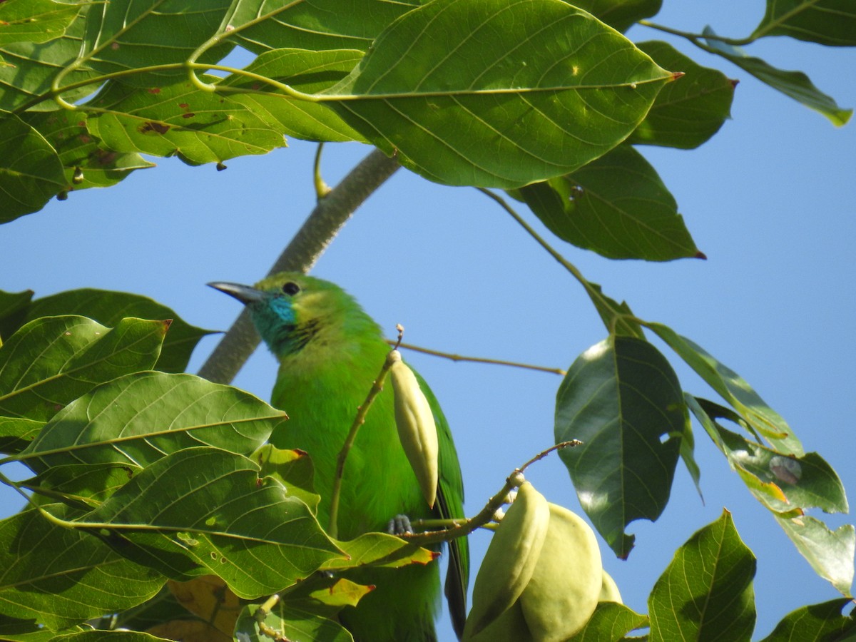 Jerdon's Leafbird - Srinivas Daripineni