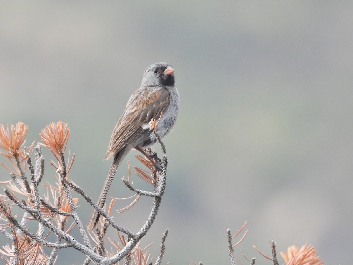 Black-chinned Sparrow - Simon Tolzmann