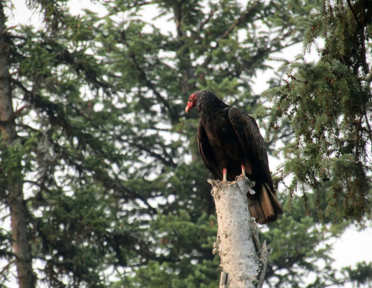 Turkey Vulture - ML364985001