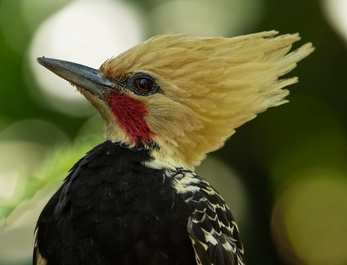 Blond-crested Woodpecker - Graciela  Neira
