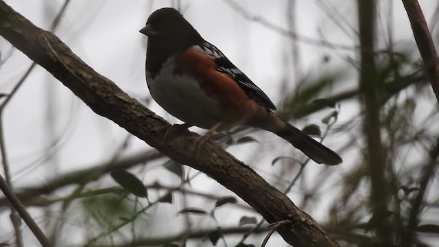 Spotted Towhee - ML364997721