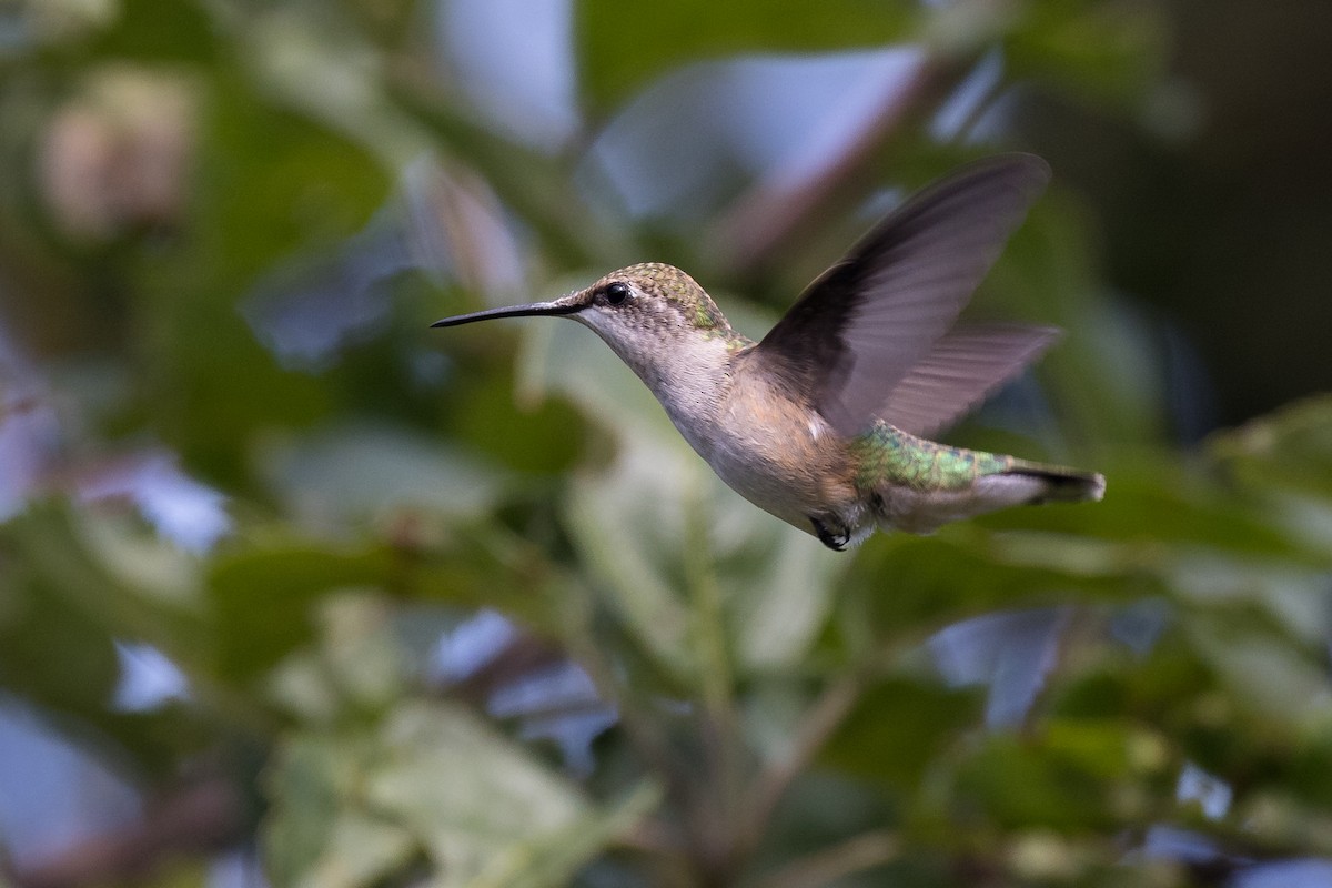 Ruby-throated Hummingbird - Lyall Bouchard