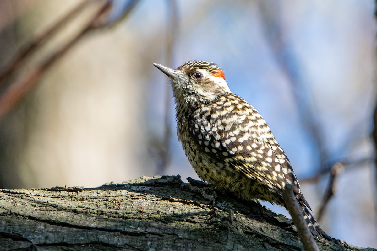 Checkered Woodpecker - ML365005621