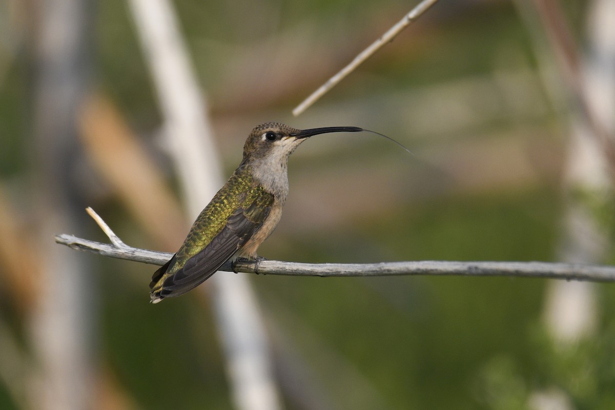 Black-chinned Hummingbird - ML365009971