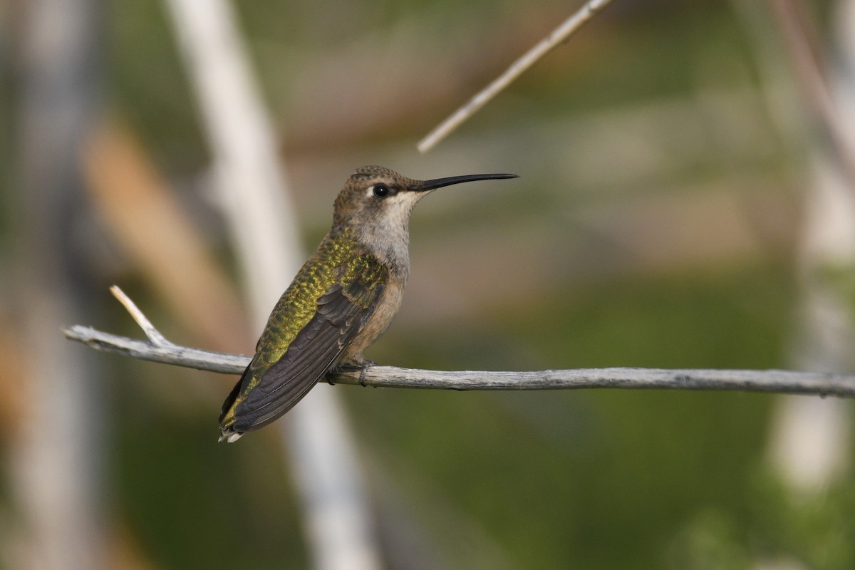 Black-chinned Hummingbird - ML365009991