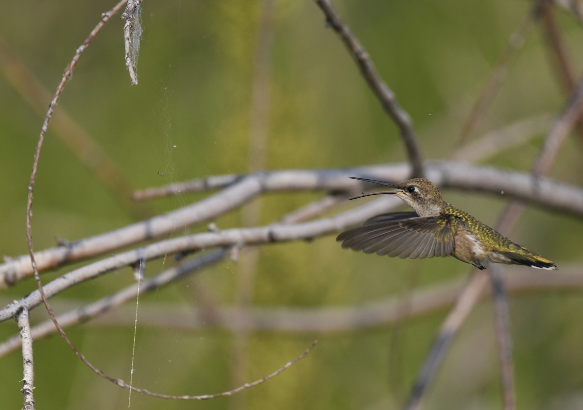 Black-chinned Hummingbird - ML365010021