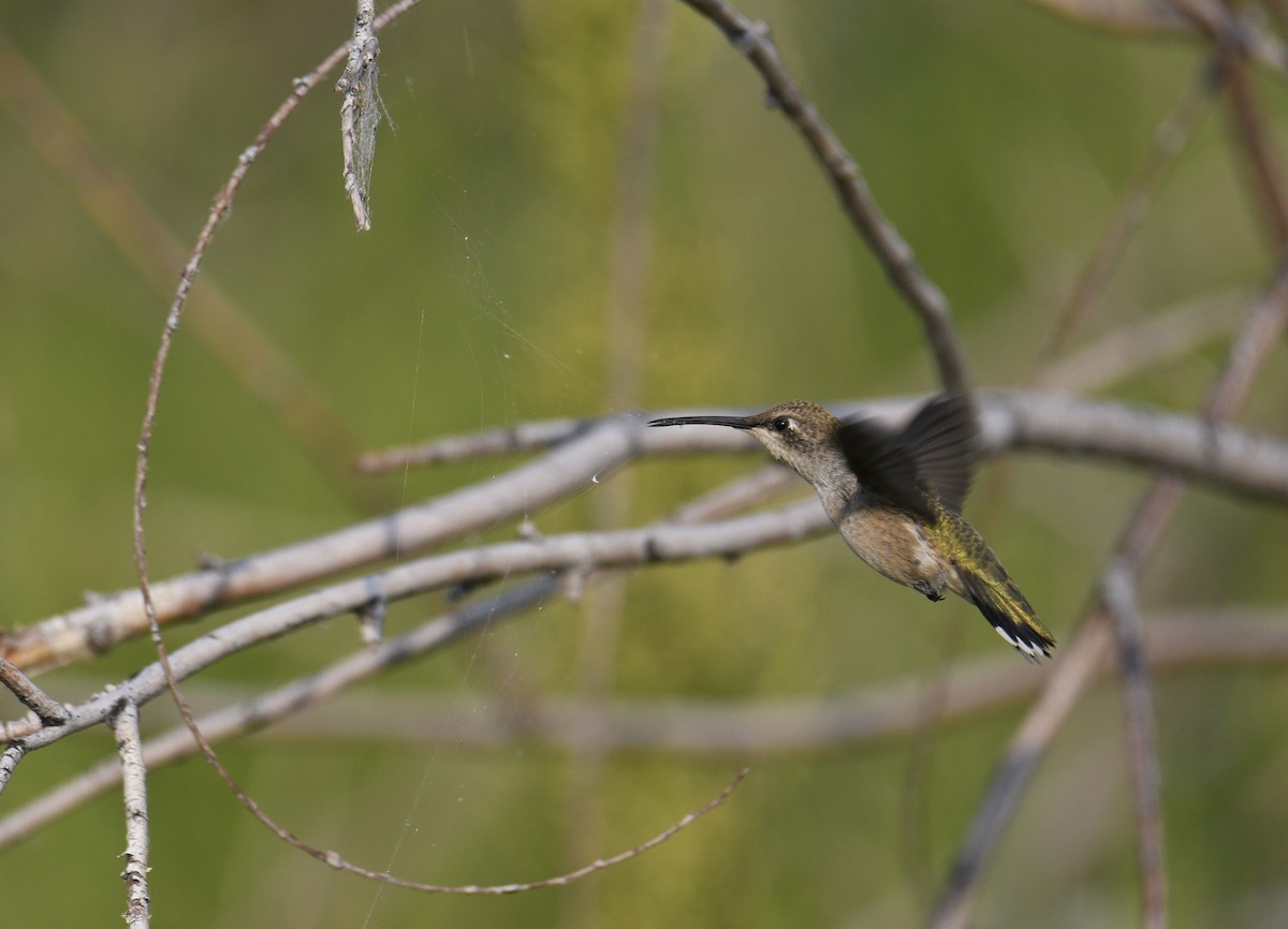 Black-chinned Hummingbird - ML365010031