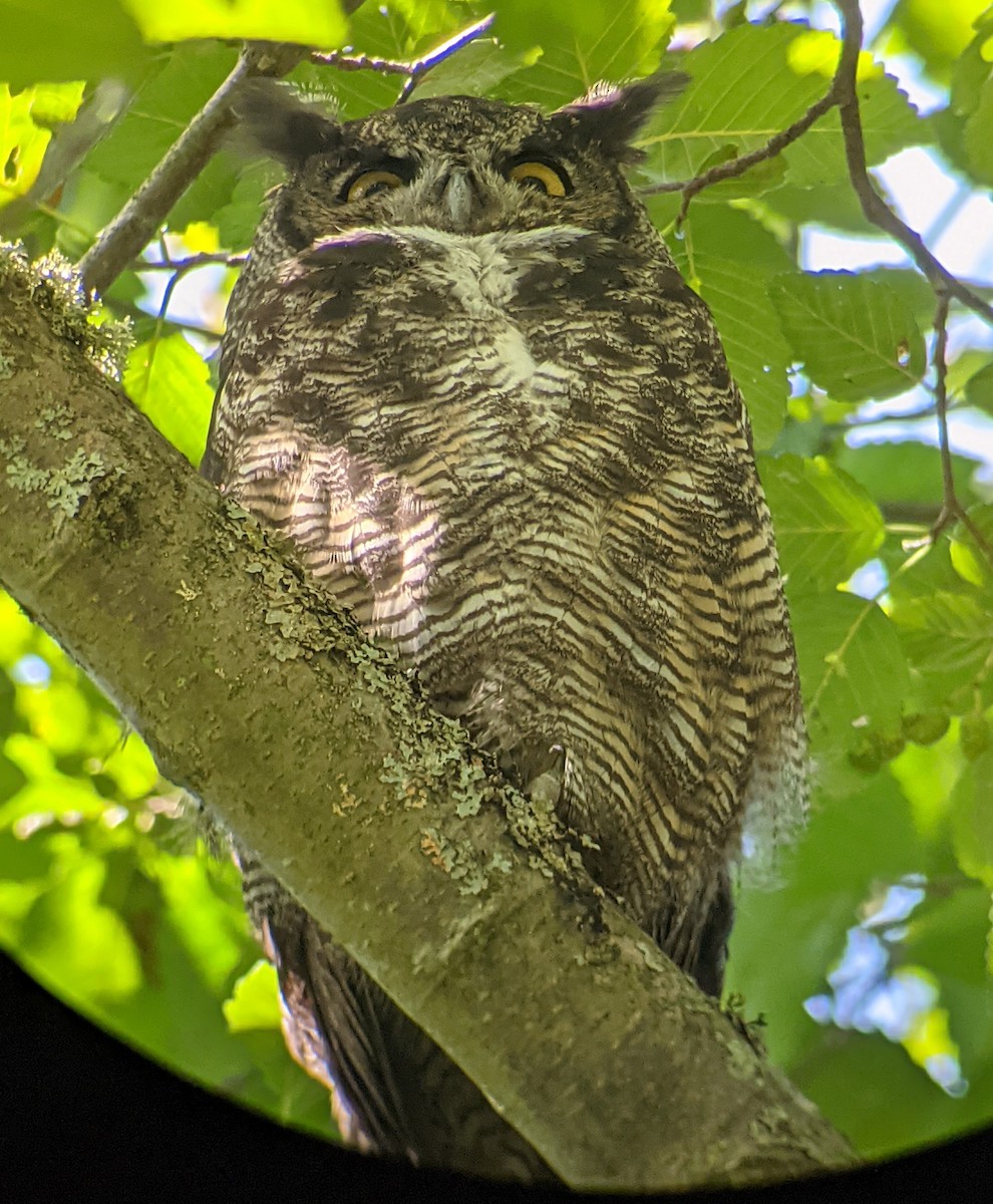 Great Horned Owl - ML365010211