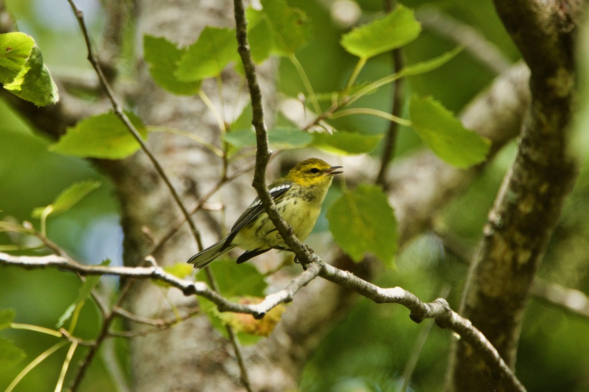 Black-throated Green Warbler - Normand Laplante