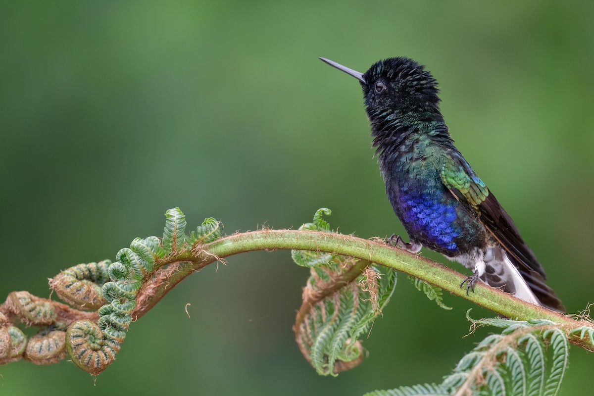 kolibřík hyacintový - ML365017601