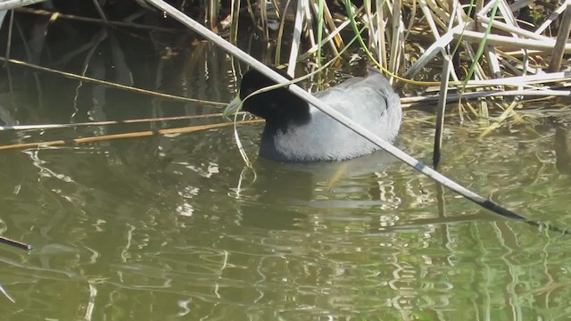 White-winged Coot - ML365017781