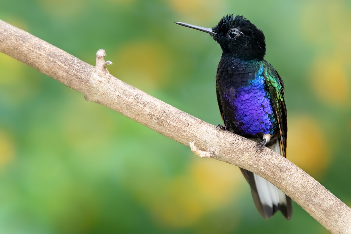 kolibřík hyacintový - ML365018561
