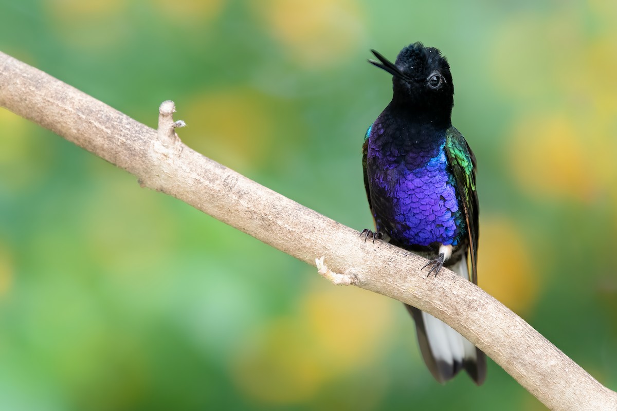 kolibřík hyacintový - ML365018681