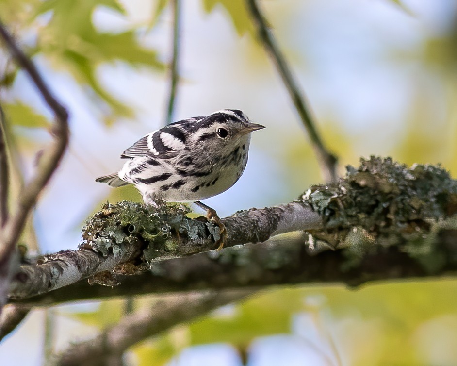 Black-and-white Warbler - ML365023261