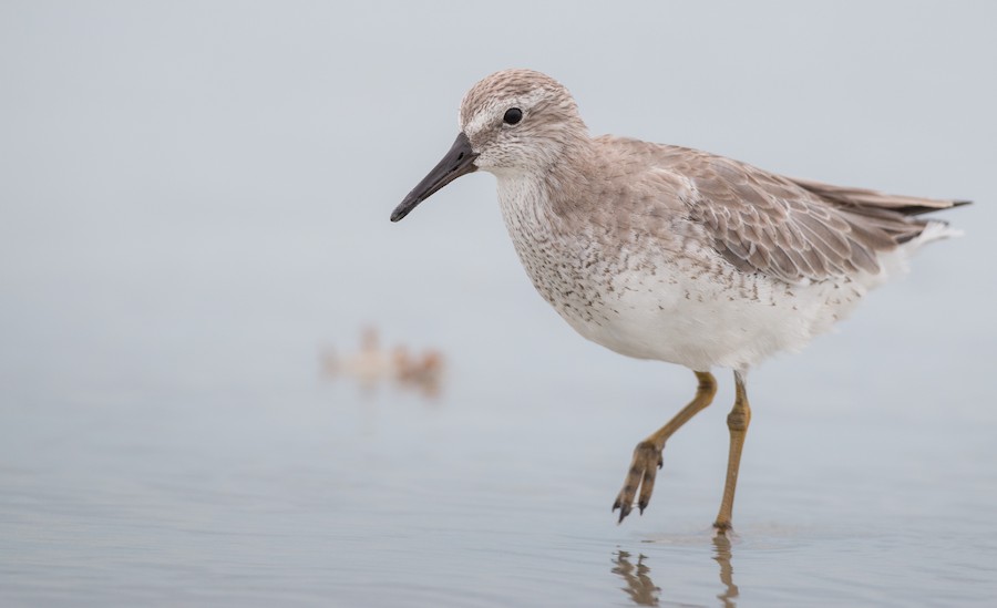 Aplicaciones para la investigación y conservación