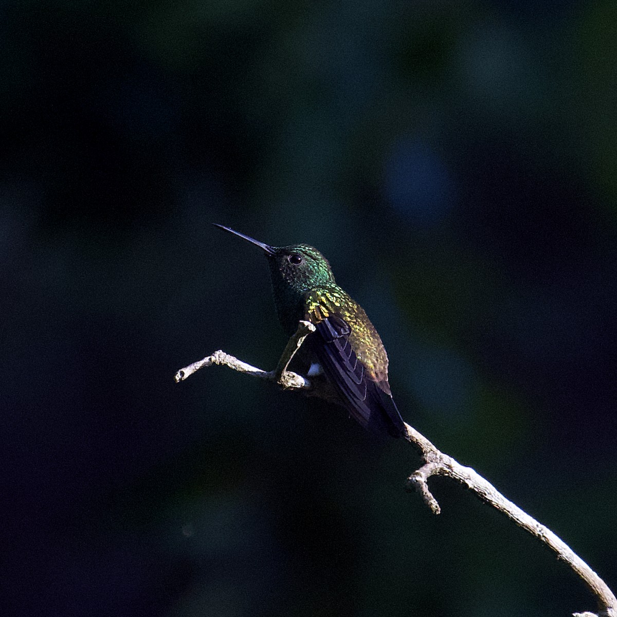 Copper-rumped Hummingbird - Rashid Ali