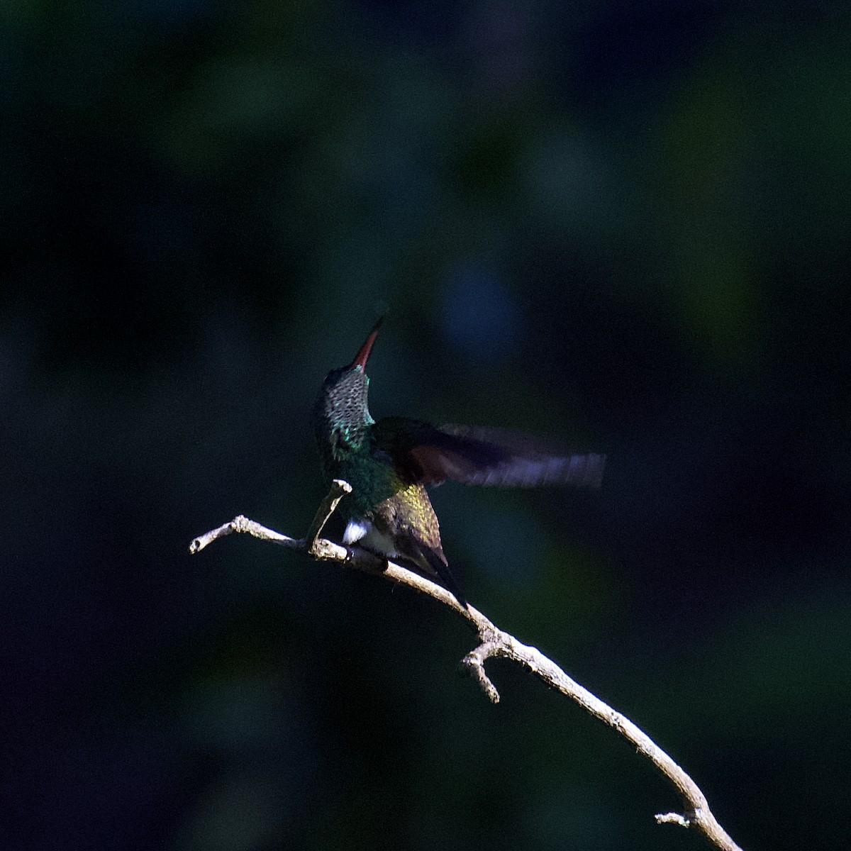 Copper-rumped Hummingbird - ML365038381