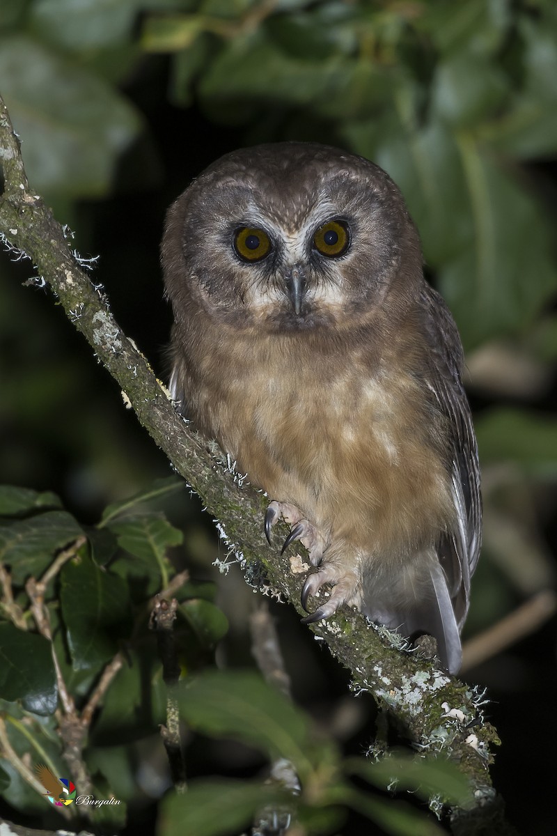Unspotted Saw-whet Owl - ML365038771
