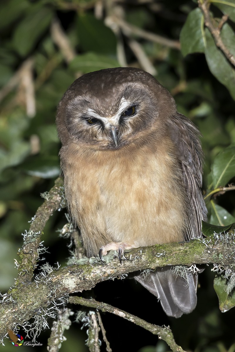 Unspotted Saw-whet Owl - ML365038841