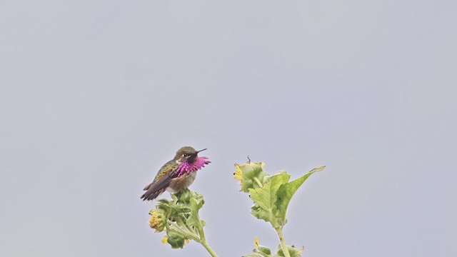 Wine-throated Hummingbird - ML365045531