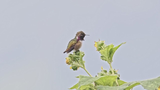 Wine-throated Hummingbird - ML365045611