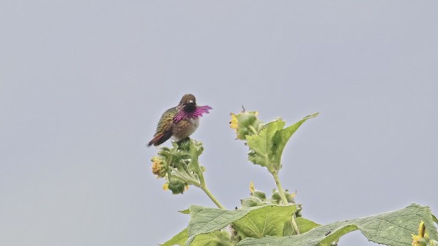 Wine-throated Hummingbird - ML365045651