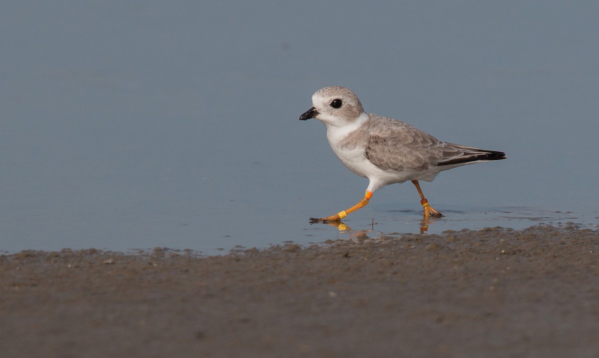 Piping Plover - ML36505711
