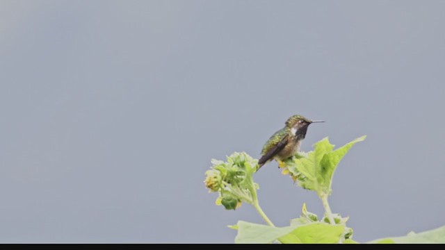 Wine-throated Hummingbird - ML365058161