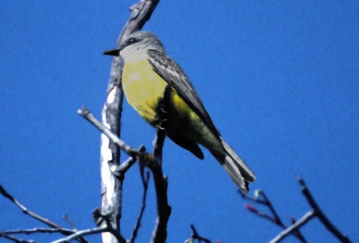 Couch's Kingbird - Don Roberson