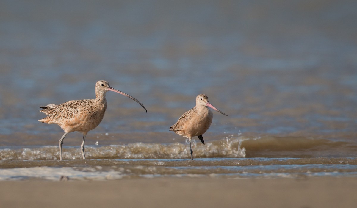 Long-billed Curlew - ML36505871