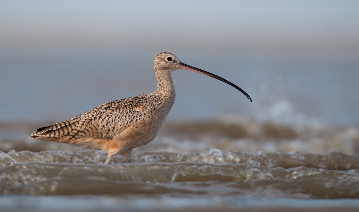 Long-billed Curlew - ML36505911