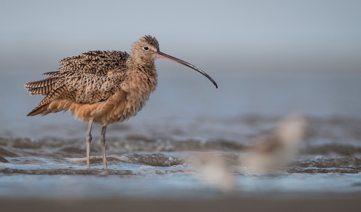 Long-billed Curlew - ML36505921