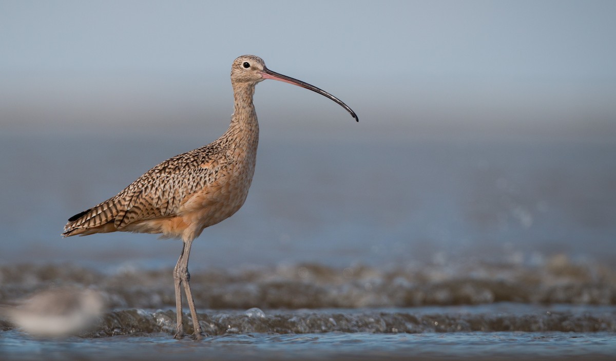Long-billed Curlew - ML36505931
