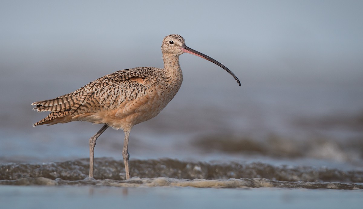 Long-billed Curlew - ML36505941