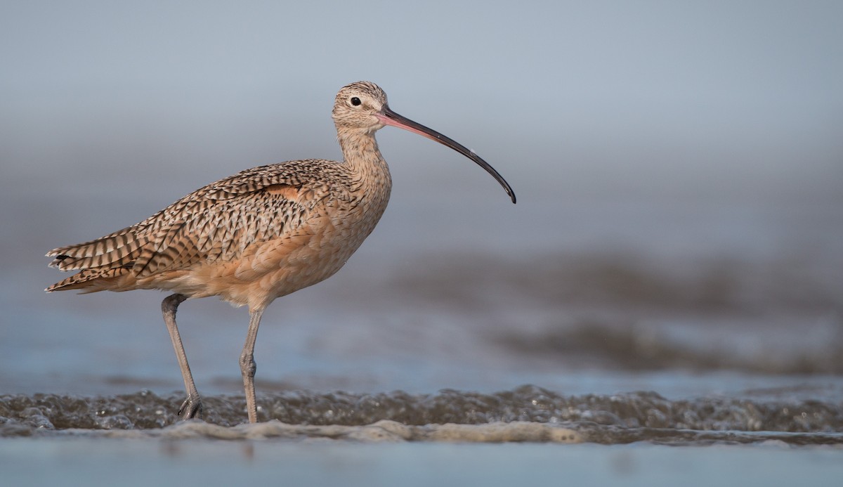 Long-billed Curlew - ML36505951