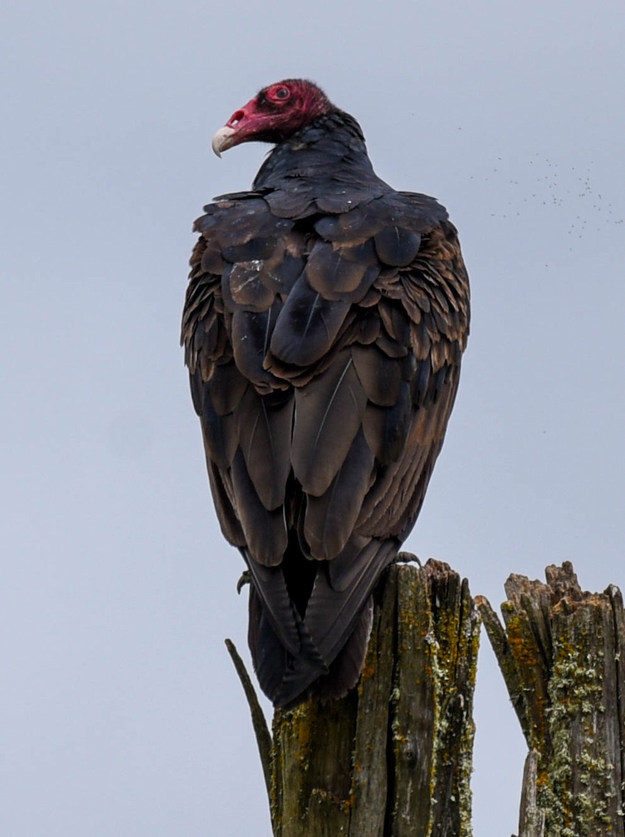 Turkey Vulture - ML365059671