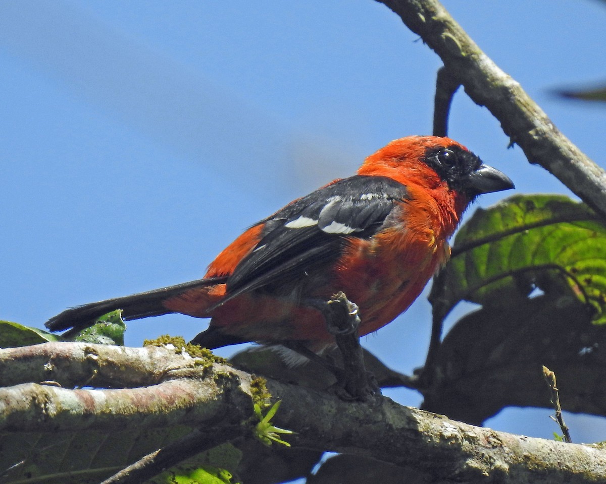 White-winged Tanager - ML365059721