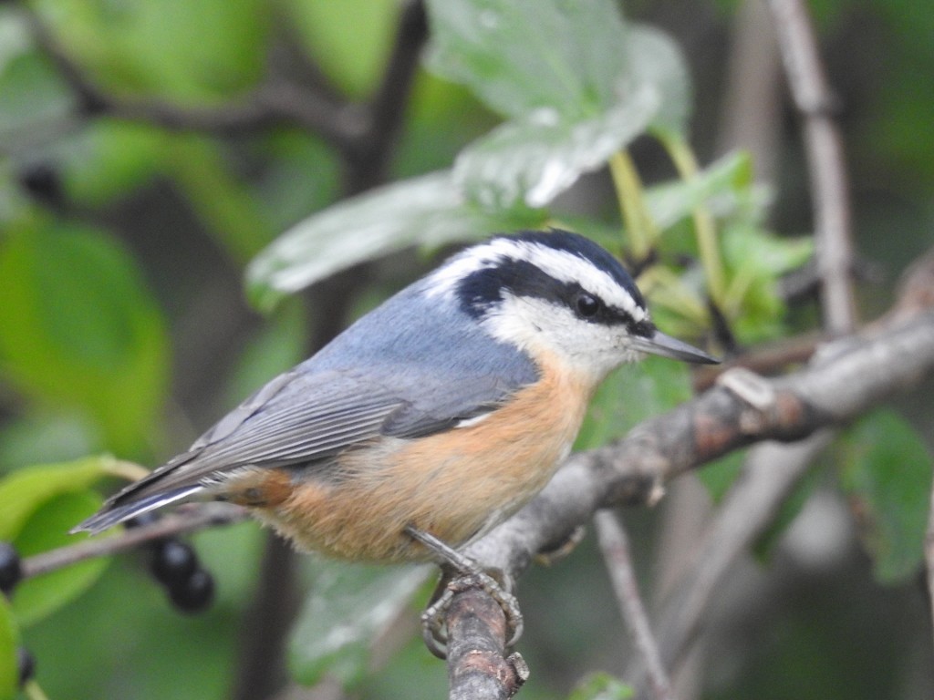 Red-breasted Nuthatch - Donald A. Sutherland