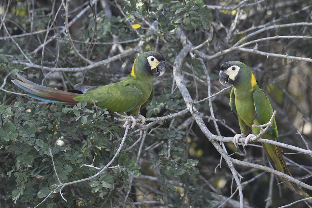 Yellow-collared Macaw - ML365061211