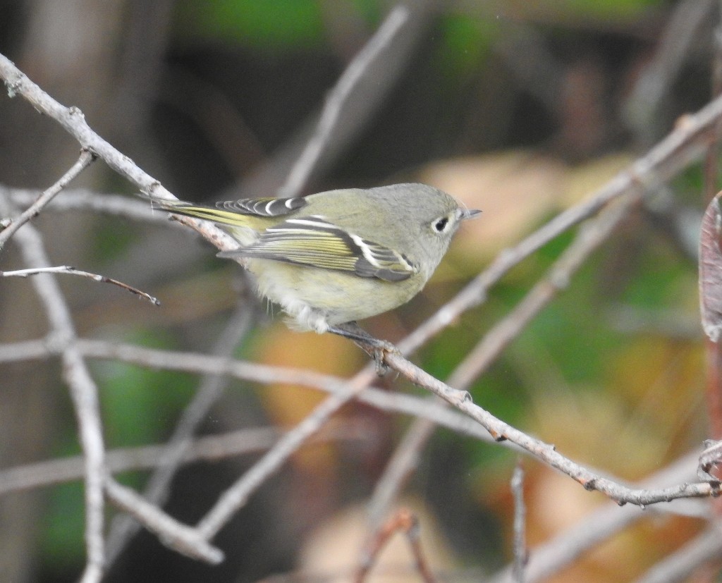 Ruby-crowned Kinglet - Donald A. Sutherland