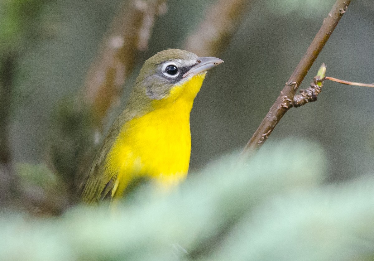 Yellow-breasted Chat - ML36506651